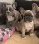 French bulldog / Френски булдог, снимка 15