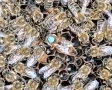Пчелни майки и отводки от регистриран производител, снимка 1