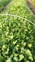 Разсад ранни домати краставици, снимка 8