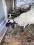 Продавам черноглава Плевенска овца към 81килограма гледана със мерак за номер за връзка 088 518 9601, снимка 2