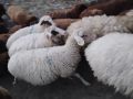 продавам овце за клане или тамазлък , снимка 3