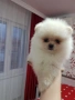 Померан померани Гр. София, снимка 3