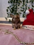 Чихуахуа мъжки , снимка 4