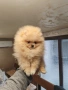 Мини померан мъжко, снимка 5
