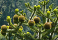 Фиданки от редки и екзотични дървесни видове. Араукария, Давидия, Валонски дъб, Черен орех..., снимка 4