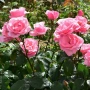 Сортови Рози 🌹 , снимка 2