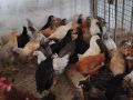 Ярки шарени селски домашни за яйца и месо, кокошки Носачки, петли , снимка 1