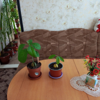 Маракуя(пасифлора),мандарини,авокадо , снимка 3 - Стайни растения - 36791107