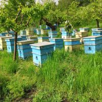 Пчелни семейства, снимка 1 - За пчели - 45318164
