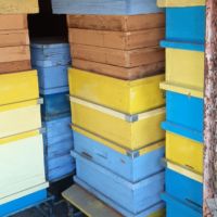 Продавам 9 броя пчелни кошери Дадан Блат 12 рамкови, снимка 13 - За пчели - 45072539