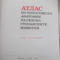 Книга"Атлас по топографска анатомия-III том-П .Попеско"-206с, снимка 2 - Специализирана литература - 45324575