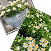 Градински студоустойчиви цветя и храсти, снимка 7 - Градински цветя и растения - 45373861