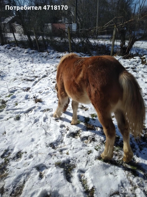 Продавам конче на 9 месеца, снимка 1