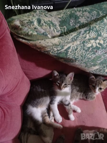 три  котенца от Варна търсят дом, снимка 1