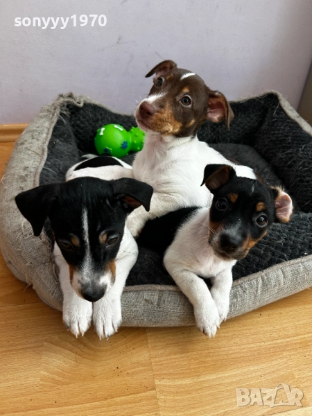 ДЖАК РЪСЕЛ С ВАКСИНА И ПАСПОРТ-2БР НАЛИЧНИ 1910251447, снимка 1