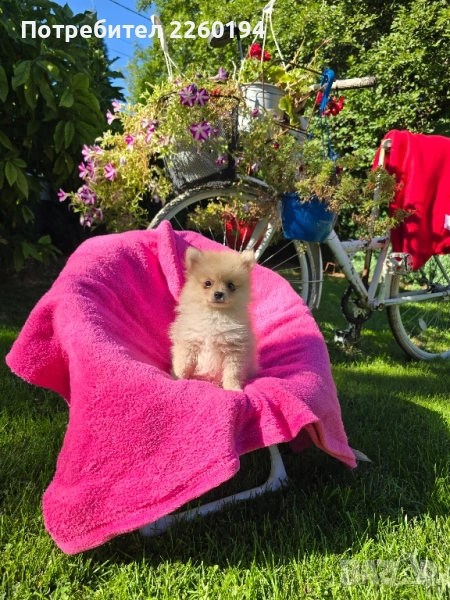 Померан, снимка 1