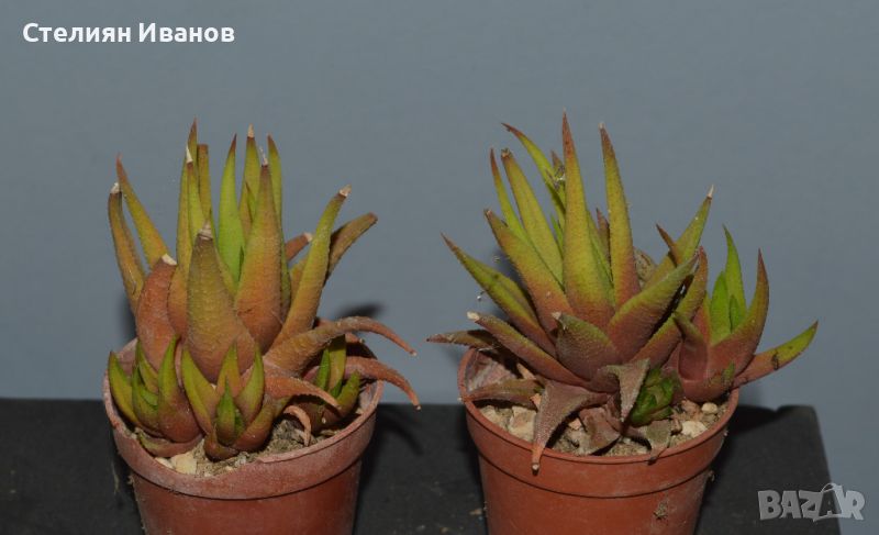 Хавортия, хавортиопсис (Haworthiopsis (syn. Haworthia) attenuata var. glabrata), снимка 1