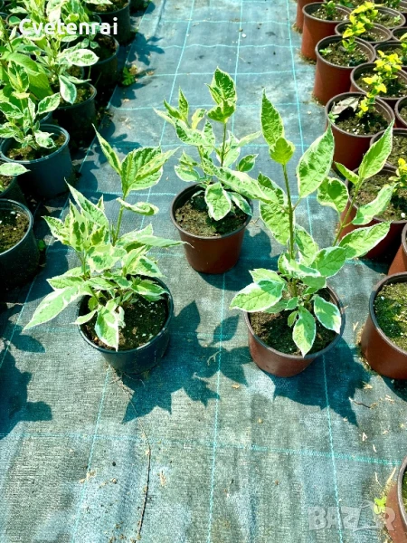 Сибирски Дрян, снимка 1