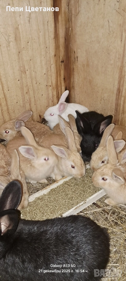 З А Й Ц И , снимка 1