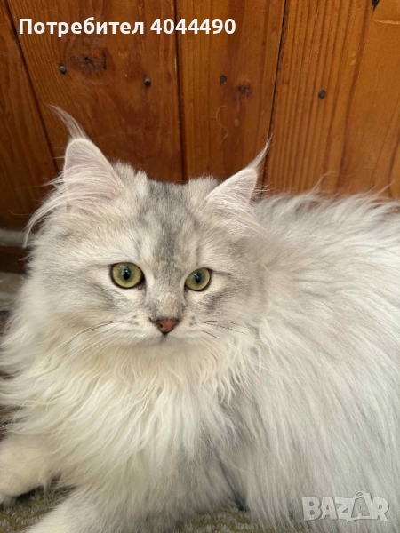 Британска дългокосместа сребърна чинчила, снимка 1