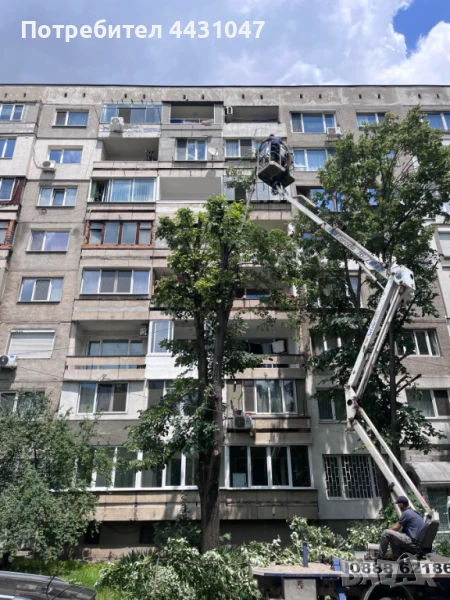 Рязане на опасни дървета, снимка 1