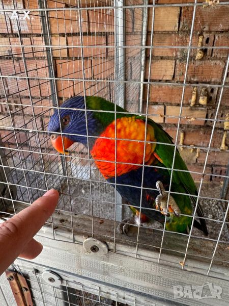 Чифт многоцветни лори само размяна за други папагали, снимка 1