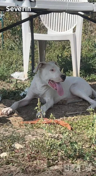 Prodava se Dogo Argentino, снимка 1