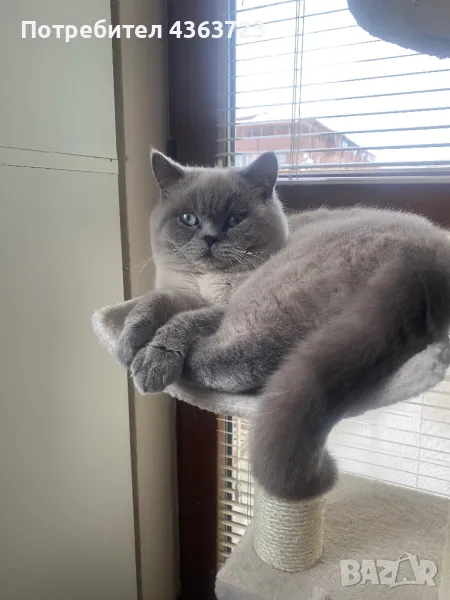 Шотландски правоух котарак си търси партньорка, снимка 1