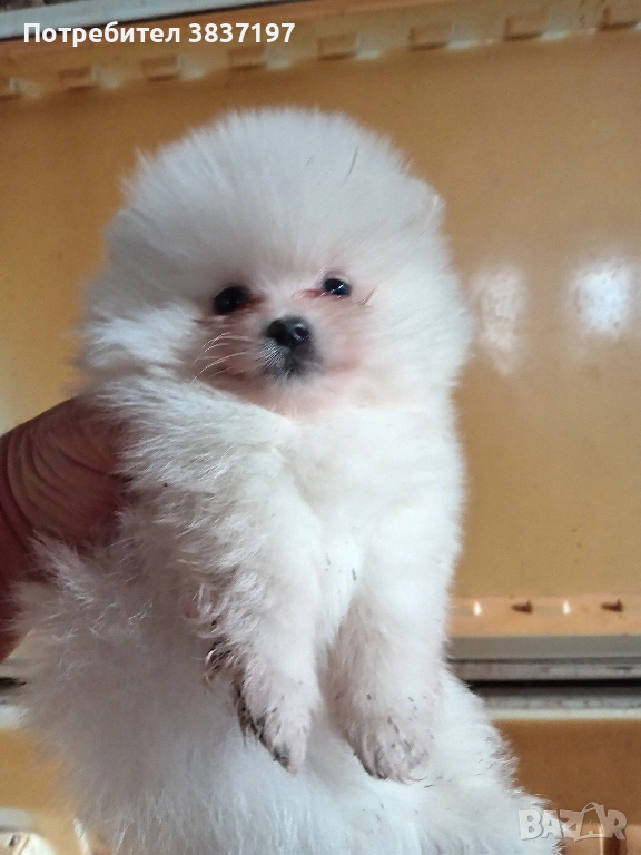 3 мъжки и 1 женско, снимка 1