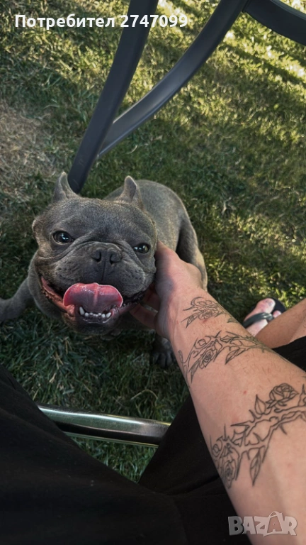 Френски Булдог, снимка 1