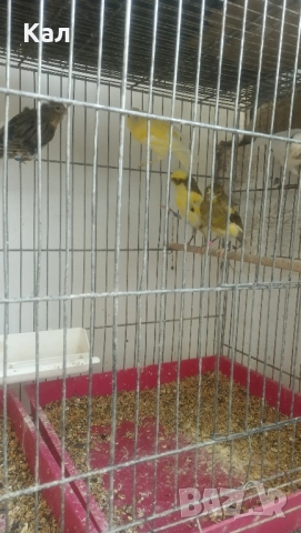 Канари Орфей, снимка 5 - Канари - 51518262