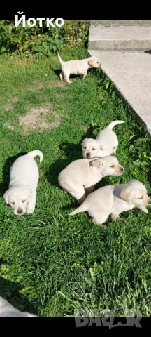 Лабрадор ретривър , снимка 6 - Лабрадор ретривър - 54189754