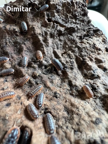 Armadillidium Klugii “Montenegro” изоподи, снимка 6 - Други - 53743568