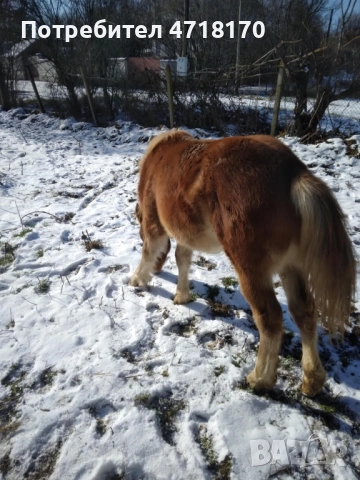 Продавам конче на 9 месеца