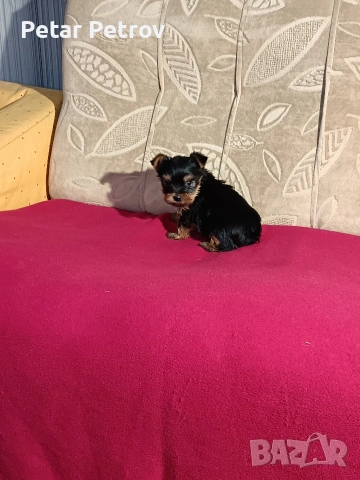 Йоркширски териер мини , снимка 16 - Йоркширски териер - 53883069