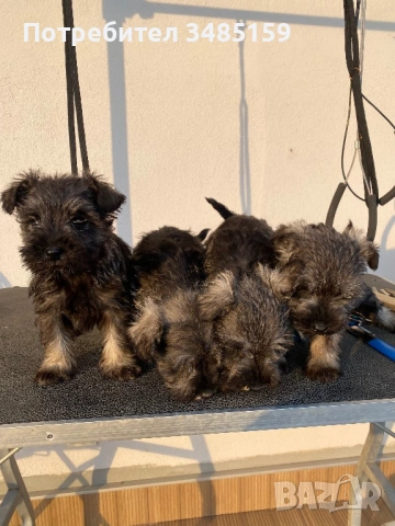 Мини Шнауцер ,Цверг Шнауцер, снимка 2 - Други - 53142237