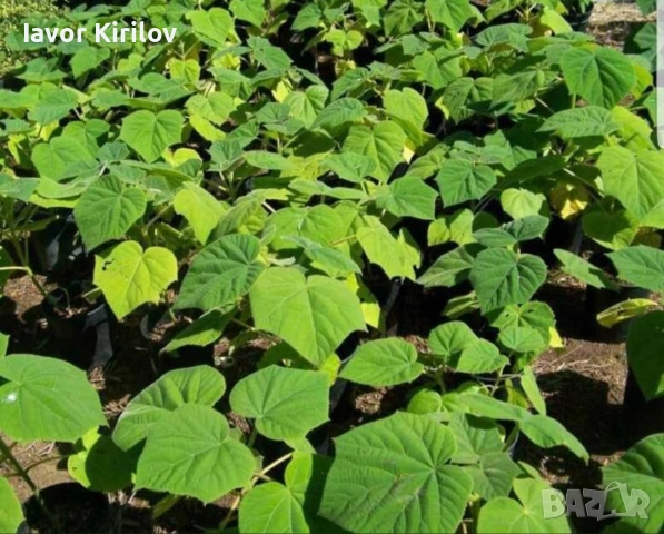 Пауловния , снимка 8 - Разсади - 53951168