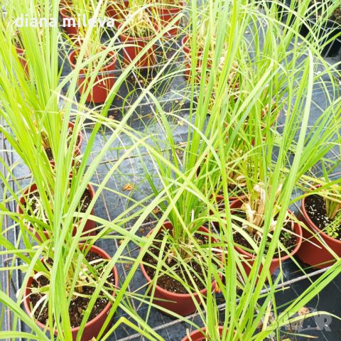 Пампаска трева , Кортадерия, розова, Cortaderia Sellona Roseа, снимка 7 - Градински цветя и растения - 43302000