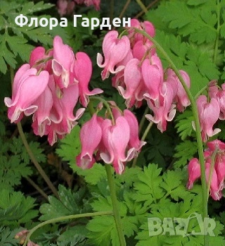 МНОГОГОДИШНИ ЦВЕТЯ - Коренища, снимка 8 - Градински цветя и растения - 53650042