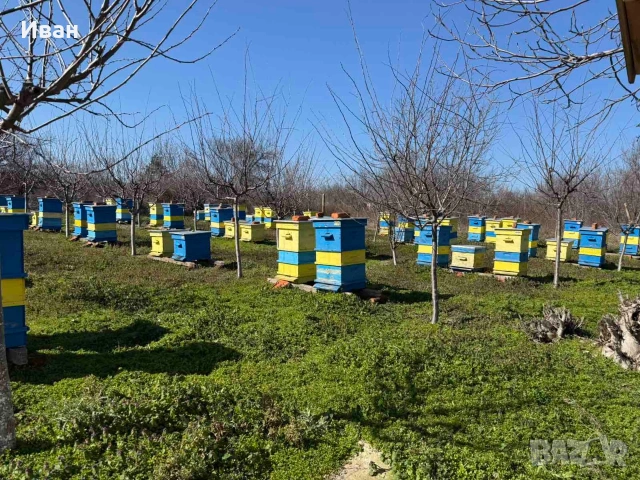 пчелни семейства, снимка 4 - Други животни - 52833092