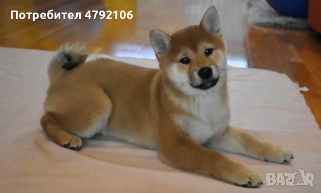 Шиба Ину Кученца, снимка 2 - Шиба ину - 54147199