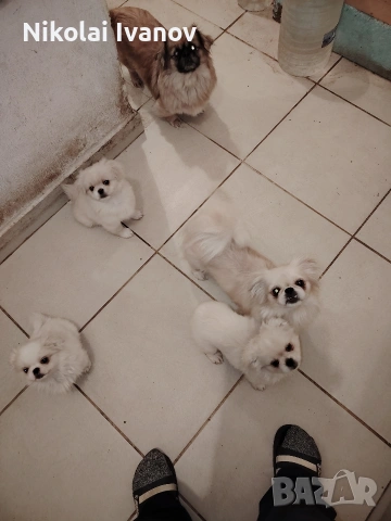 Бели пекинезчета на 60 дни , снимка 3 - Пекинез - 53741692