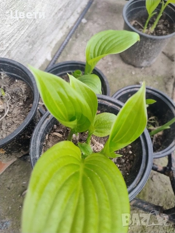 Продавам хоста 