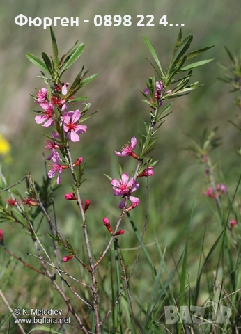 Бадем - Фиданки Студоустойчив, снимка 8 - Разсади - 52715437