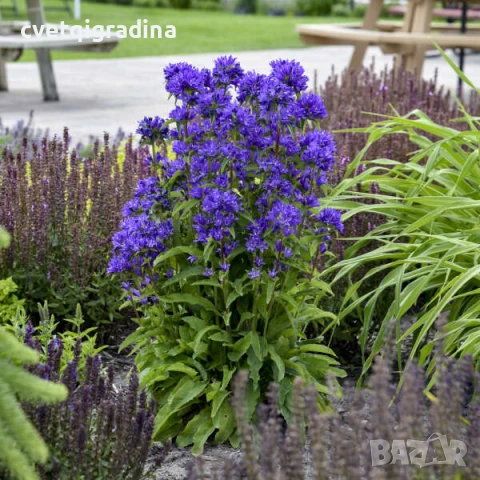 Campanula glomerata Blue (Кампанула гломерата Синя), снимка 2 - Градински цветя и растения - 50796896
