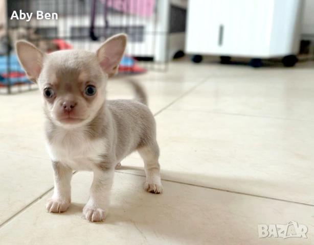 Продавам кученца чихуахуа