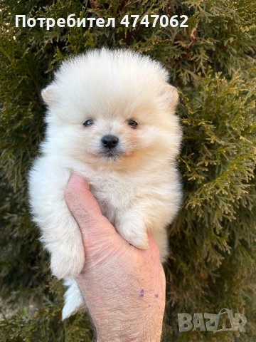 Померан мъжко