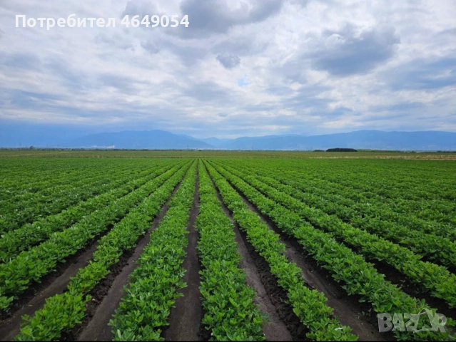 Български фъстъци на едро - сурови и печени, снимка 3 - Други - 52388186