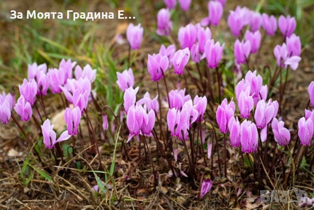 Горска Циклама 