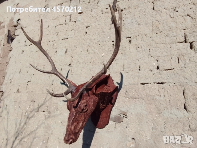 Поставка за ловен трофей, Поставка за глиги, Дърворезба по поръчка, Поставка за зъби от диво прасе, снимка 16 - Декорация за дома - 51443828